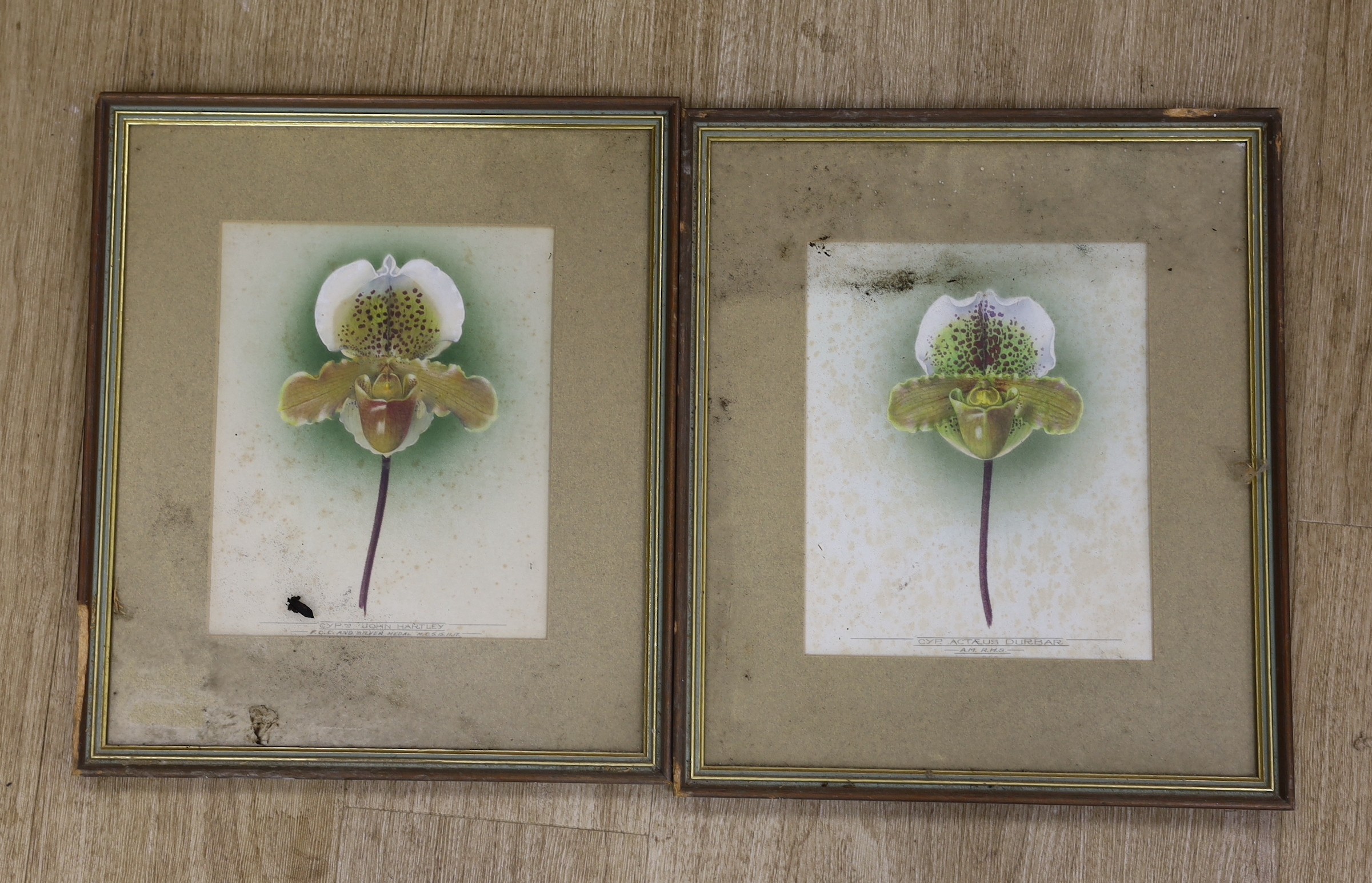 Two early 20th century watercolour studies of slipper orchids, 'Cyp. John Hartley and Cyp. Actaus Durbar', one dated '17, 25 x 20cm